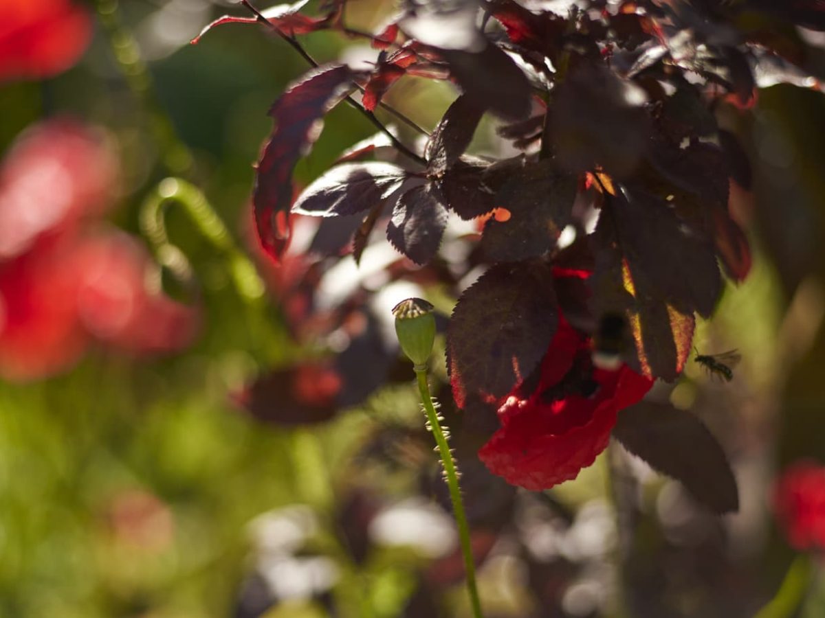 1_verheyen_photo_antidote