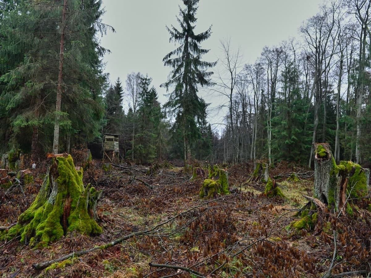 1_verheyen_wald
